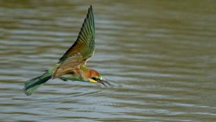 Merops apiaster - Guêpier d'Europe - Les Africains - European Bee-eater (ang) - Abejaruco Europeo (sp)