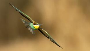 Merops apiaster - Guêpier d'Europe - Les Africains - European Bee-eater (ang) - Abejaruco Europeo (sp)