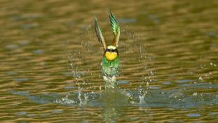 Merops apiaster - Guêpier d'Europe - Les Africains - European Bee-eater (ang) - Abejaruco Europeo (sp)