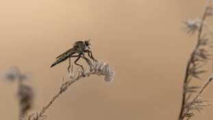 ND-Mouche