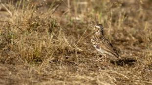 Lullula arborea - Alouette lulu - Woodlark (ang) - Alondra totovía (sp)