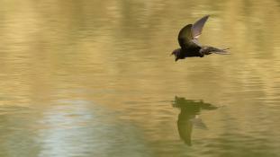 ND-Apus pallidus - Martinet pâle - Pallid Swift (ang) - Vencejo Pálido (sp)