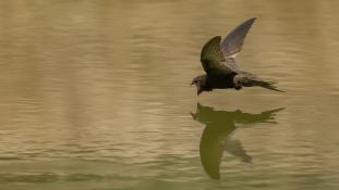 ND-Apus pallidus - Martinet pâle - Pallid Swift (ang) - Vencejo Pálido (sp)