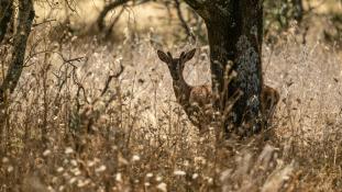 Cervus elaphus - Cerf élaphe - Red deer (ang) - Ciervo común (sp)