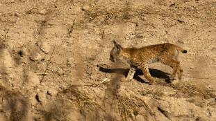Lynx pardinus - Lynx ibérique - Iberian lynx  (ang) - Lince iberico (sp)