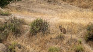 Lynx pardinus - Lynx ibérique - Iberian lynx  (ang) - Lince iberico (sp)