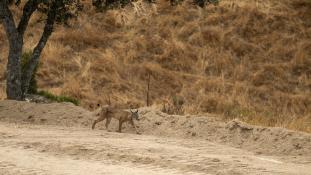 Lynx pardinus - Lynx ibérique - Iberian lynx  (ang) - Lince iberico (sp)