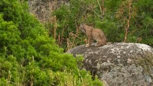 Lynx pardinus - Lynx ibérique - Iberian lynx  (ang) - Lince iberico (sp)