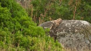 Lynx pardinus - Lynx ibérique - Iberian lynx  (ang) - Lince iberico (sp)