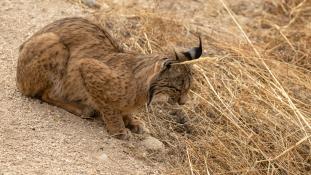 Lynx pardinus - Lynx ibérique - Iberian lynx  (ang) - Lince iberico (sp)