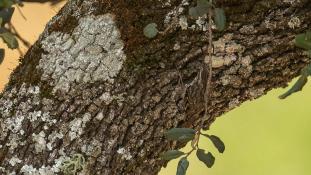 ND-Certhia brachydactyla - Grimpereau des jardins - Short-toed Treecreeper (ang) - Agateador europeo (sp)