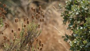 ND-Lavandula stoechas - Lavande papillon - Topped lavender (ang) - Cantueso (sp)