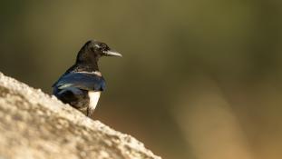Pica pica - Pie bavarde - Agasse - Eurasian Magpie (ang) - Urraca común (sp)