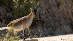 Capra pyrenaica - Bouquetin d'Espagne - Bouquetin ibérique - Iberian ibex (ang) - Cabra montés (sp)