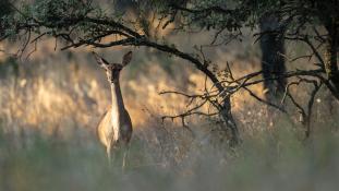 Cervus elaphus - Cerf élaphe - Red deer (ang) - Ciervo común (sp)