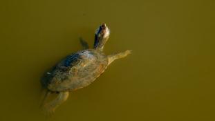 Mauremys leprosa - Emyde lépreuse - Spanish pond turtle (ang) - Galápago leproso (sp)