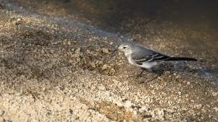 Motacilla alba - Bergeronnette grise - White wagtail (ang) - Lavandera blanca (sp)