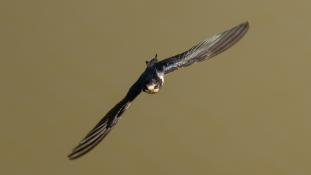 Hirundo rustica - Hirondelle rustique - Hirondelle des cheminées - Hirondelle des granges - Barn Swallow (ang) - Golondrina común (sp)