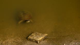 Mauremys leprosa - Emyde lépreuse - Spanish pond turtle (ang) - Galápago leproso (sp)