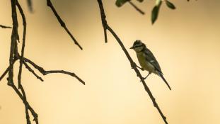 Cyanistes caeruleus - Mésange bleue - Eurasian Blue Tit (ang) - Herrerillo común (sp)