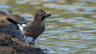 Garrulus glandarius - Geai des chênes - Eurasian Jay (ang) - Arrendajo euroasiático (sp)