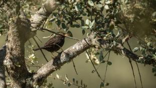 Turdus merula - Merle noir - Common Blackbird (ang) - Mirlo Común (sp)