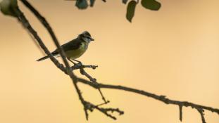Cyanistes caeruleus - Mésange bleue - Eurasian Blue Tit (ang) - Herrerillo común (sp)