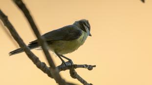 Cyanistes caeruleus - Mésange bleue - Eurasian Blue Tit (ang) - Herrerillo común (sp)