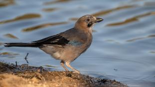 Garrulus glandarius - Geai des chênes - Eurasian Jay (ang) - Arrendajo euroasiático (sp)