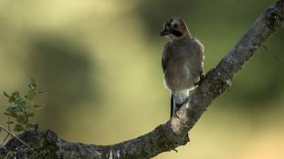 Garrulus glandarius - Geai des chênes - Eurasian Jay (ang) - Arrendajo euroasiático (sp)