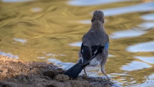 Garrulus glandarius - Geai des chênes - Eurasian Jay (ang) - Arrendajo euroasiático (sp)