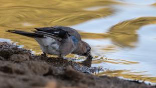 Garrulus glandarius - Geai des chênes - Eurasian Jay (ang) - Arrendajo euroasiático (sp)