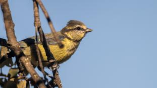 Cyanistes caeruleus - Mésange bleue - Eurasian Blue Tit (ang) - Herrerillo común (sp)