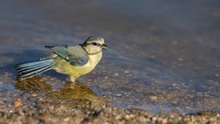 Cyanistes caeruleus - Mésange bleue - Eurasian Blue Tit (ang) - Herrerillo común (sp)