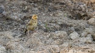 ND-Emberiza calandra - Bruant proyer - Corn bunting (ang) - Triguero (sp)