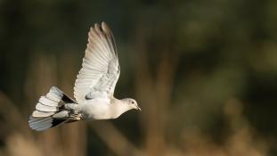 Streptopelia decaocto - Tourterelle turque - Eurasian Collared Dove (ang) - Tórtola Turca (sp)