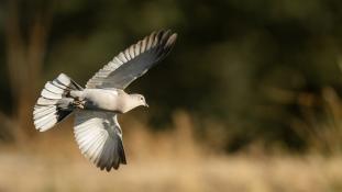 Streptopelia decaocto - Tourterelle turque - Eurasian Collared Dove (ang) - Tórtola Turca (sp)