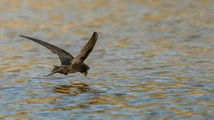 ND-Apus pallidus - Martinet pâle - Pallid Swift (ang) - Vencejo Pálido (sp)