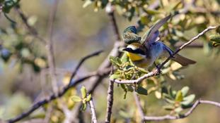 Merops apiaster - Guêpier d'Europe - Les Africains - European Bee-eater (ang) - Abejaruco Europeo (sp)