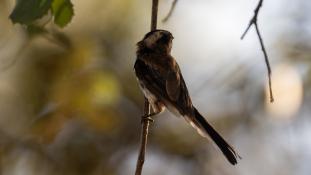 Aegithalos caudatus - Orite à longue queue - Mésange-à-longue-queue - Long-tailed Tit (ang) - Mito común (sp)