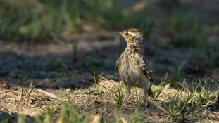 Lullula arborea - Alouette lulu - Woodlark (ang) - Alondra totovía (sp)