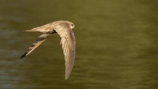ND-Apus pallidus - Martinet pâle - Pallid Swift (ang) - Vencejo Pálido (sp)