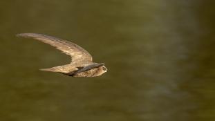 ND-Apus pallidus - Martinet pâle - Pallid Swift (ang) - Vencejo Pálido (sp)