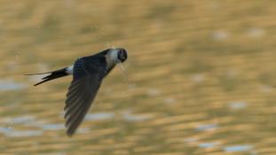 Cecropis rufula - Hirondelle rousseline - Red-rumped Swallow (ang) - Golondrina Daurica (sp)