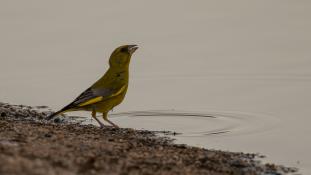 Chloris chloris - Verdier d'Europe - European Greenfinch (ang) - Verderón común (sp)