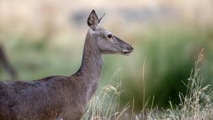 Cervus elaphus - Cerf élaphe - Red deer (ang) - Ciervo común (sp)