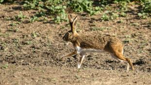 Lepus europaeus - Lièvre d'Europe - Lièvre brun - European hare (ang) - Liebre común (sp)