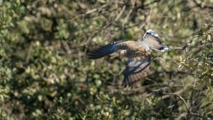 Streptopelia turtur - Tourterelle des bois - European Turtle Dove (ang) - Tórtola europea (sp)