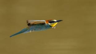 Merops apiaster - Guêpier d'Europe - Les Africains - European Bee-eater (ang) - Abejaruco Europeo (sp)
