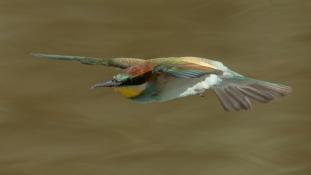 Merops apiaster - Guêpier d'Europe - Les Africains - European Bee-eater (ang) - Abejaruco Europeo (sp)
